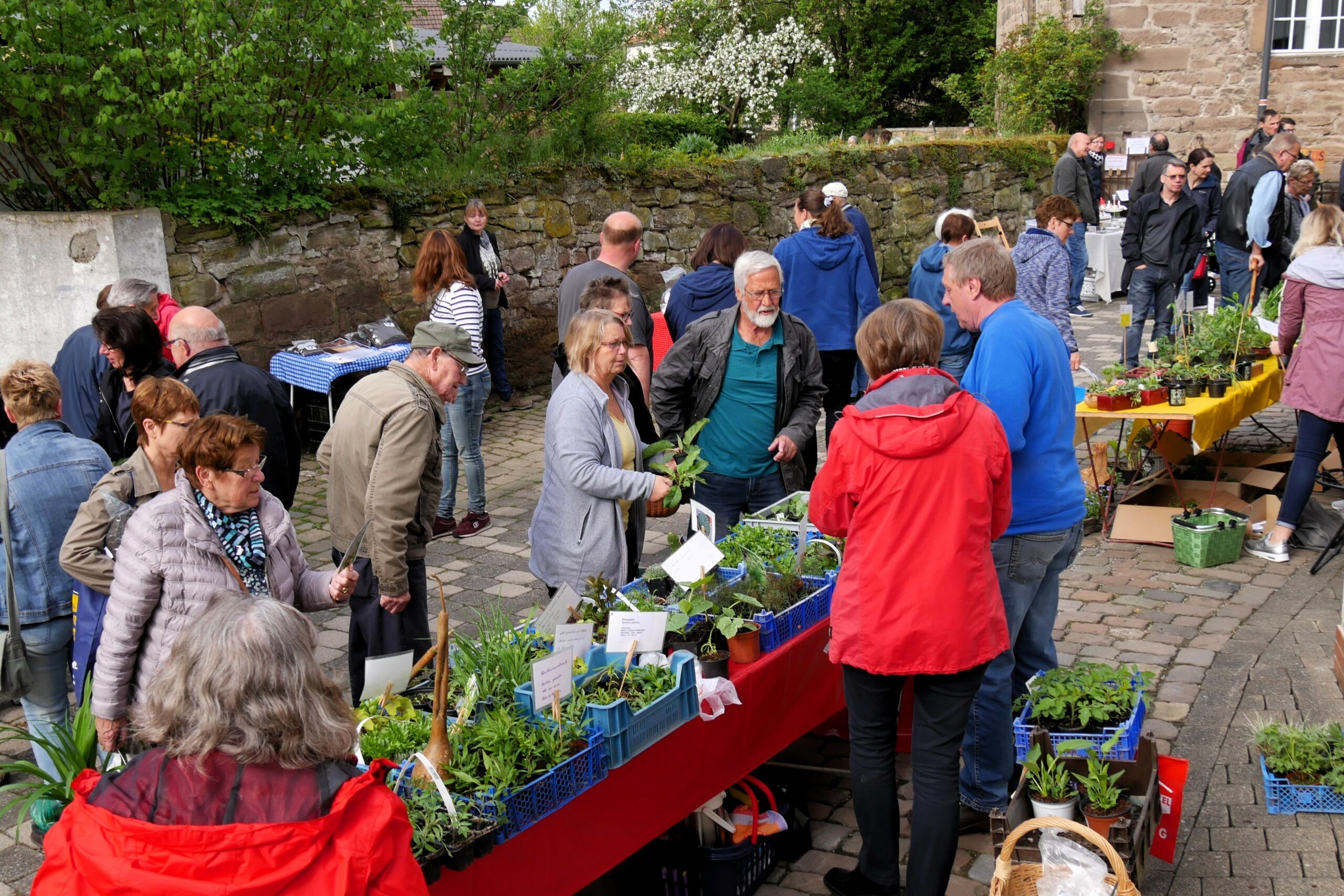 Borgentreicher Pflanzenflohmarkt am Steinernen Haus. Besucher, die sich nach Pflanzen umsehen.