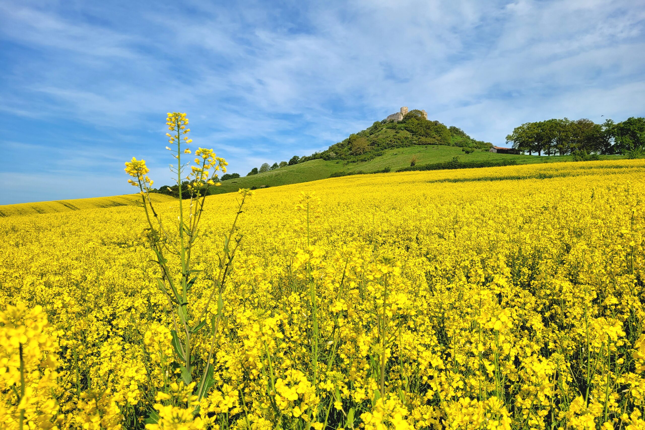 Gelbes Feld mit Raps. Im Hintergrund der Desenberg, Wahrzeichen des Warburger Landes.